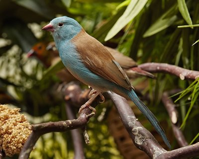 Our adult male Blue-capped Cordon Bleu