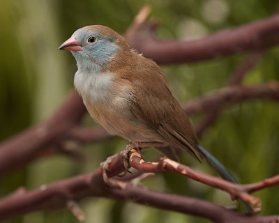 A 2.5 month old male Blue-capped Cordon Bleu. The parent male adult bird pic also posted.