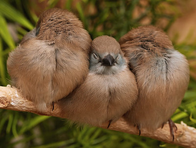 Napping