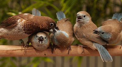 Feeding Frenzy - minus one