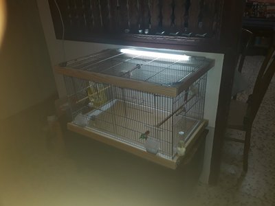 cage lighting.jpg