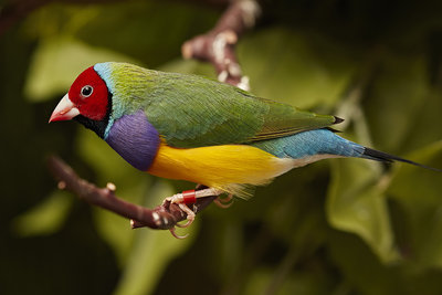 Male Gouldian 5 months old