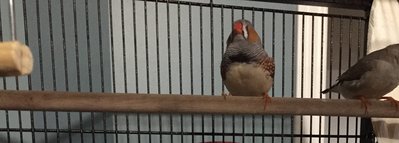 IMG_0184-1.jpeg
