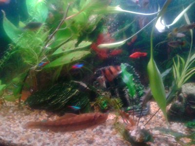 Some of my fish