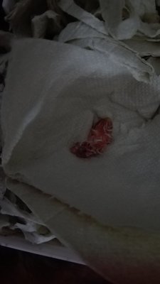 IMG_20170415_122752.jpg