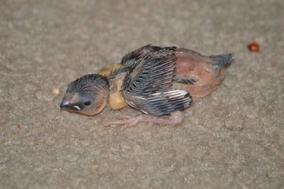 Day 15 - Copy.JPG