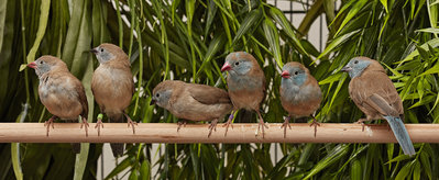 BBCB, 32 days old and 11 weeks old