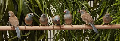 7 on a perch, 3 are 11 weeks old, 4 are 33 days old