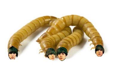 mealwormbeatles.jpg