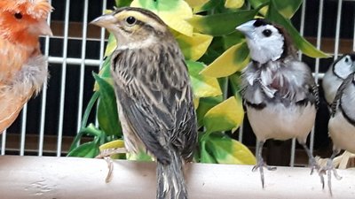 PETLAND BIRD