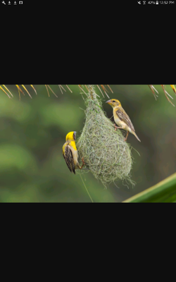 WEAVER PAIR, FEMALE ON THE RIGHT