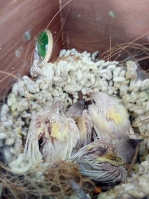 Nest walls built of poo. Should I replacce the nest with a clean one??