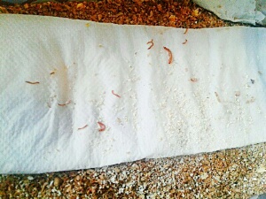 BABY WORMS