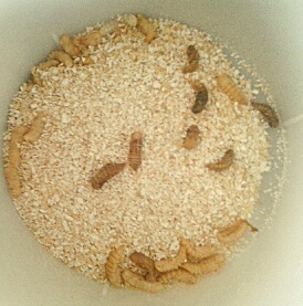 PUPAE