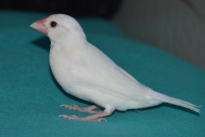 White Java Finch - Copy.JPG