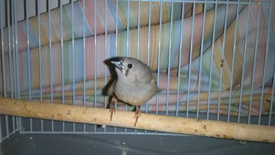 The fledgling