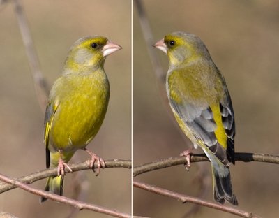 Greenfinch male.jpg