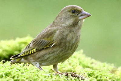 Greenfinch female.jpg