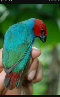 Samoan Parrot Finch