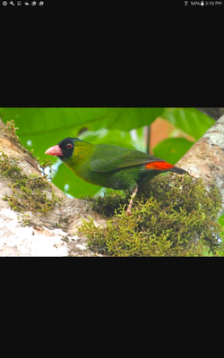 Pinkbilled Parrot Finch