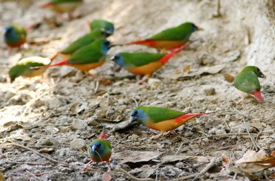 pin tailed parrotfinches.JPG