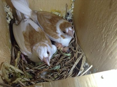 Adults and baby with filled crop