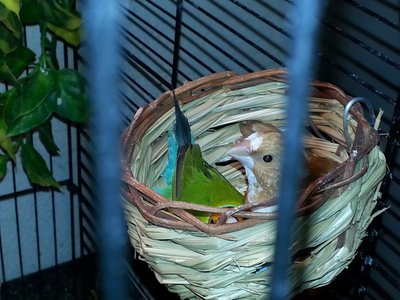 MidgetNest.jpg