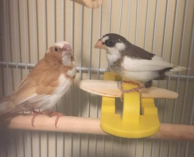 pictured: Cinnamon (male, left) and Chai (female, right)