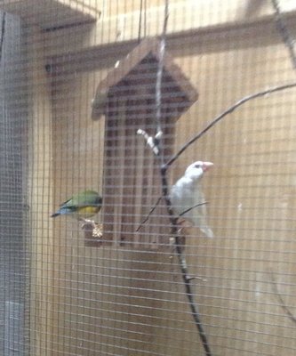 A two-sided hopper feeder helps keep pushy birds from preventing others from eating