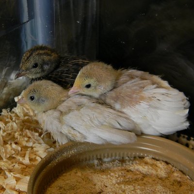One wild, one pied, one silver button quail at approximately 2 1/2 weeks of age.