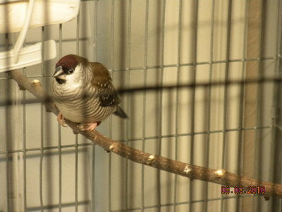 This is the one with the foot problem--he is 09 NFSS banded.