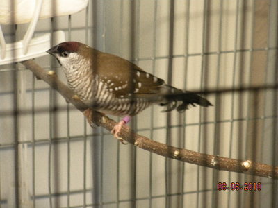 This one is quite nice--frazzled his tail today, but that is an easy fix.