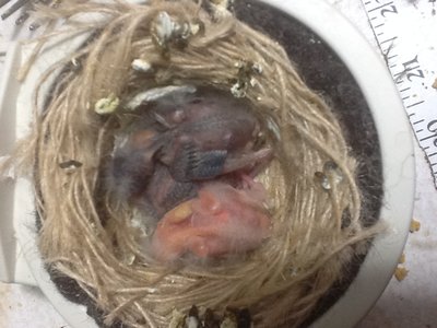 Two variegated and one yellow fife canary.