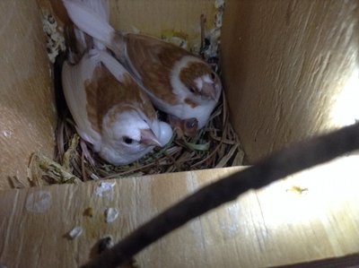 Female fawn pied/marked, left 13.68 grams, right 17.64 grams