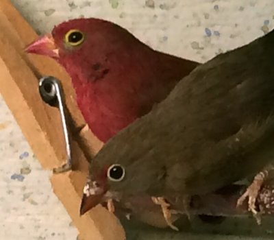 finch beak a.jpg