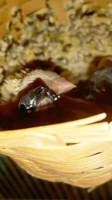 IMG_20170530_215943.jpg