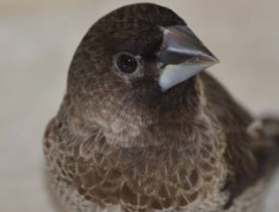 Somewhat obvious feather edging of male