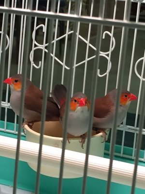 1st set of OC babies May 2017 at bird mart.jpg