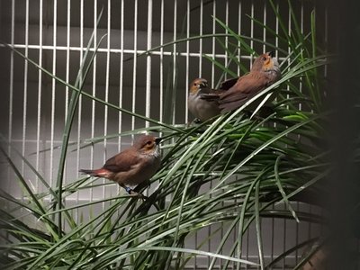 new OC babies fledged 6.1.17.jpg