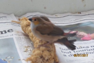 new OC babies fledged 5.31.17.jpg