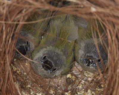 23 days old