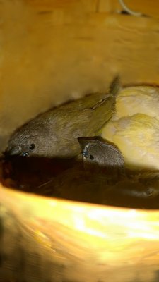 IMG_20170606_120039.jpg
