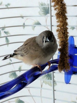 baby finch grey.jpg