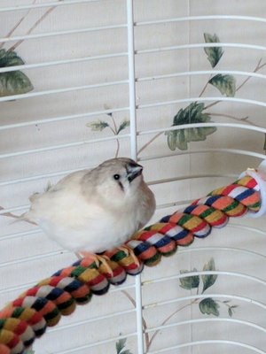 baby finch white.jpg