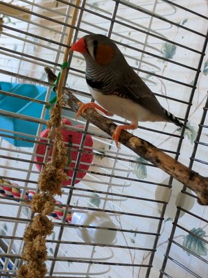 male zebra finch.jpg