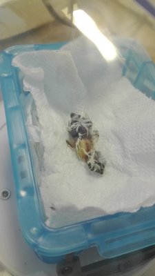 IMG_20170615_070547.jpg