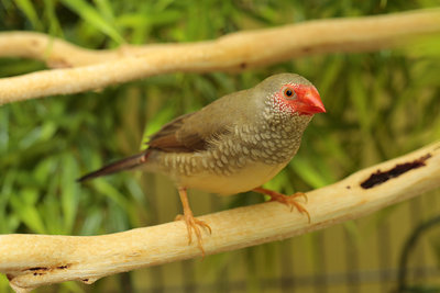 female