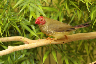 male