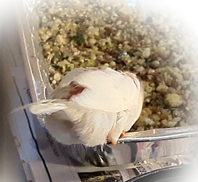 IMG_20170615_152741.jpg