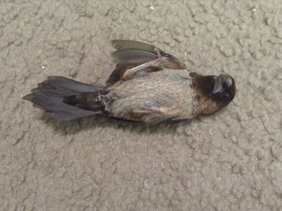 &quot;Stunned&quot; male, wing held away from the body suggests he's coming out of it